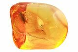 Detailed Fossil Moth (Lepidoptera) in Baltic Amber #357899-1